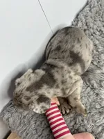 SALE! Lucy, a female French Bulldog for sale in Orange City, IA – 4 of 5