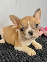 SALE! Lilo, a female French Bulldog for sale in Orange City, IA – 3 of 5