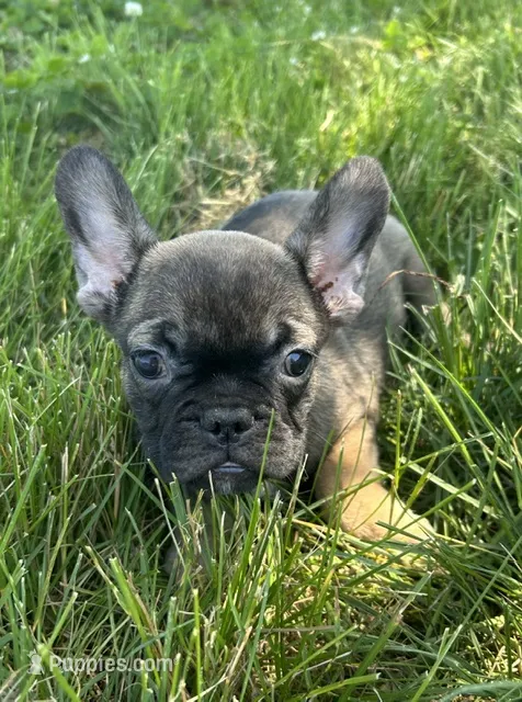 Groot – French Bulldog puppy for sale in Orange City, IA