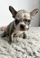 Linnie, a female French Bulldog for sale in Orange City, IA – 5 of 5