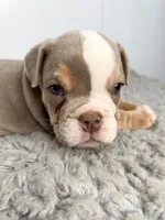 Thor, a male English Bulldog for sale in Orange City, IA – 2 of 5