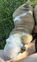 Hanna, a female English Bulldog for sale in Orange City, IA – 5 of 5