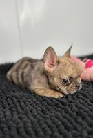 Penny, a female French Bulldog for sale in Orange City, IA – 3 of 5