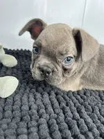 Pedro, a male French Bulldog for sale in Orange City, IA – 2 of 4