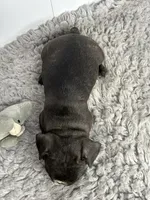 Johnny, a male French Bulldog for sale in Orange City, IA – 3 of 4