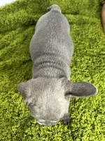 Liam, a male French Bulldog for sale in Orange City, IA – 3 of 5