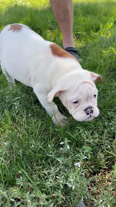 Debbie, a female English Bulldog for sale in Orange City, IA – 6 of 6
