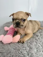 Yoko Ono, a female French Bulldog for sale in Orange City, IA – Photo 1 of 5