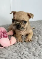 Yoko Ono, a female French Bulldog for sale in Orange City, IA – Photo 2 of 5