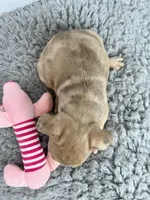 Yoko Ono, a female French Bulldog for sale in Orange City, IA – Photo 4 of 5