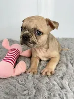 Yoko Ono, a female French Bulldog for sale in Orange City, IA – Photo 5 of 5