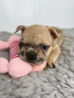 Yoko Ono, a female French Bulldog for sale in Orange City, IA – Photo 3 of 5