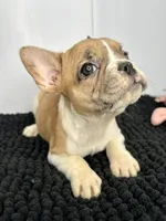 SALE! Lilo, a female French Bulldog for sale in Orange City, IA – 5 of 5