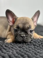 Pablo, a male French Bulldog for sale in Orange City, IA – 3 of 5