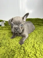 Liam, a male French Bulldog for sale in Orange City, IA – 5 of 5