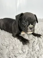 Johnny, a male French Bulldog for sale in Orange City, IA – 4 of 4