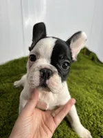Mel, a female French Bulldog for sale in Orange City, IA – 1 of 5