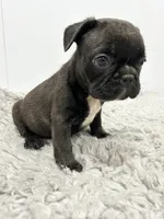 Jimmy, a male French Bulldog for sale in Orange City, IA – 4 of 4