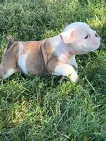 Hanna, a female English Bulldog for sale in Orange City, IA – 3 of 5