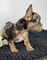 SALE! Stitch, a male French Bulldog for sale in Orange City, IA – 4 of 5