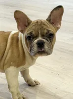 SALE! Lilo, a female French Bulldog for sale in Orange City, IA – 2 of 9