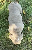 Cher, a female English Bulldog for sale in Orange City, IA – 4 of 5