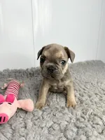 Karen, a female French Bulldog for sale in Orange City, IA – 3 of 5