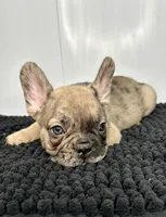 Stanley, a male French Bulldog for sale in Orange City, IA – 4 of 4