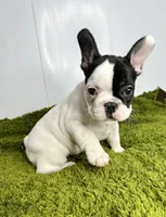 Mel, a female French Bulldog for sale in Orange City, IA – 2 of 5