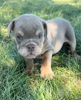 Cher, a female English Bulldog for sale in Orange City, IA – 2 of 5