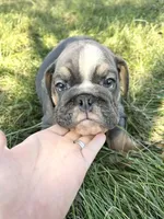 Sonny, a male English Bulldog for sale in Orange City, IA – 2 of 4