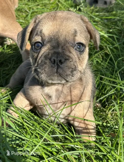 Marty – French Bulldog puppy for sale in Orange City, IA