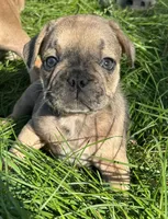 Marty, a male French Bulldog for sale in Orange City, IA – 1 of 1