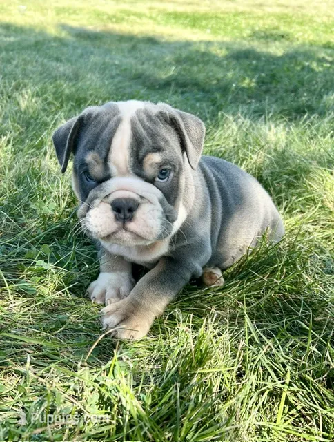 Mimi – English Bulldog puppy for sale in Orange City, IA