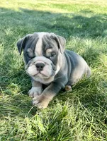 Mimi, a female English Bulldog for sale in Orange City, IA – 1 of 5