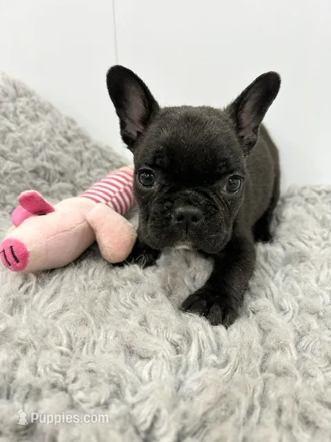 Winnie – French Bulldog puppy for sale in Orange City, IA