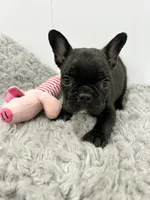 Winnie, a female French Bulldog for sale in Orange City, IA – 1 of 4