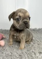 Karen, a female French Bulldog for sale in Orange City, IA – 4 of 5