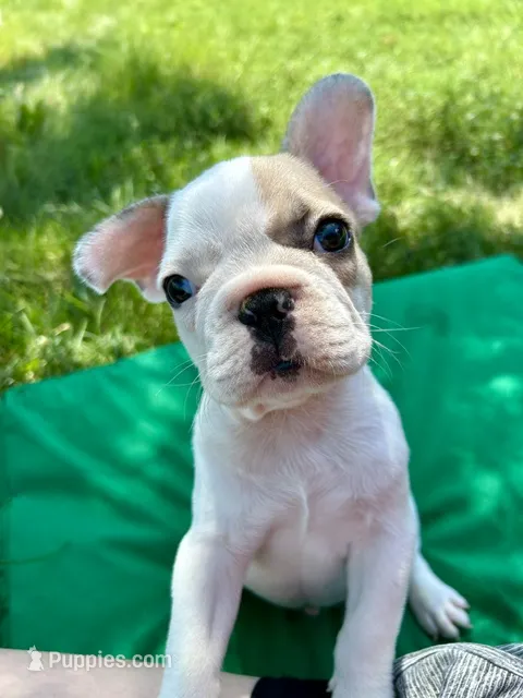 SALE! Jack – French Bulldog puppy for sale in Orange City, IA