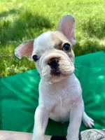 SALE! Jack, a male French Bulldog for sale in Orange City, IA – 1 of 6