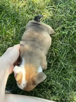 Ellie, a female English Bulldog for sale in Orange City, IA – 2 of 3