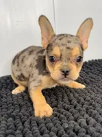 SALE! Nani, a female French Bulldog for sale in Orange City, IA – 4 of 5