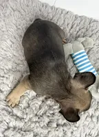 Groot, a male French Bulldog for sale in Orange City, IA – 3 of 4