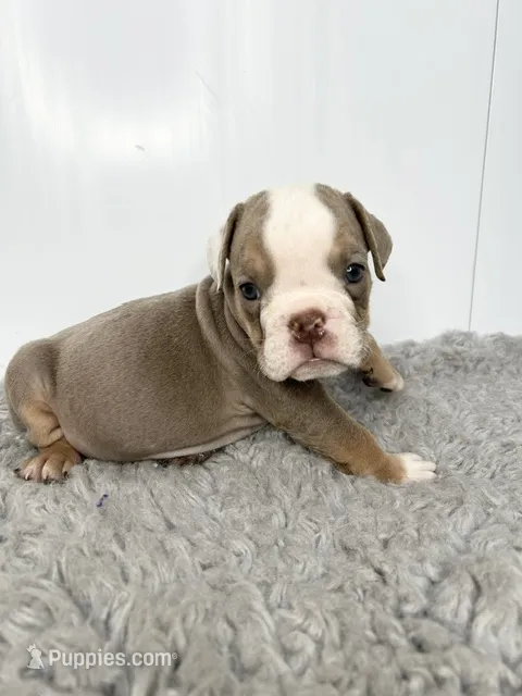 Laney – English Bulldog puppy for sale in Orange City, IA