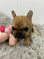 Lola, a female French Bulldog for sale in Orange City, IA – 3 of 3