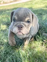 Cher, a female English Bulldog for sale in Orange City, IA – 1 of 5