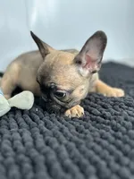Pablo, a male French Bulldog for sale in Orange City, IA – 2 of 5
