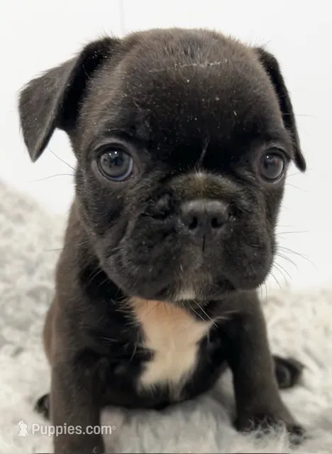 Jimmy – French Bulldog puppy for sale in Orange City, IA