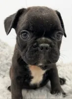 Jimmy, a male French Bulldog for sale in Orange City, IA – 1 of 4