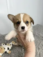 Janice, a female Pembroke Welsh Corgi for sale in Orange City, IA – 2 of 4